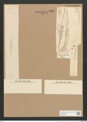 Nitzschia ventricosa Kitt. (de-Toni-Nr.: Genus 47, Species 2147) Zeichnungen Sammlung Grunow Nr. 4326 (NHMW-BOT-W0372358)